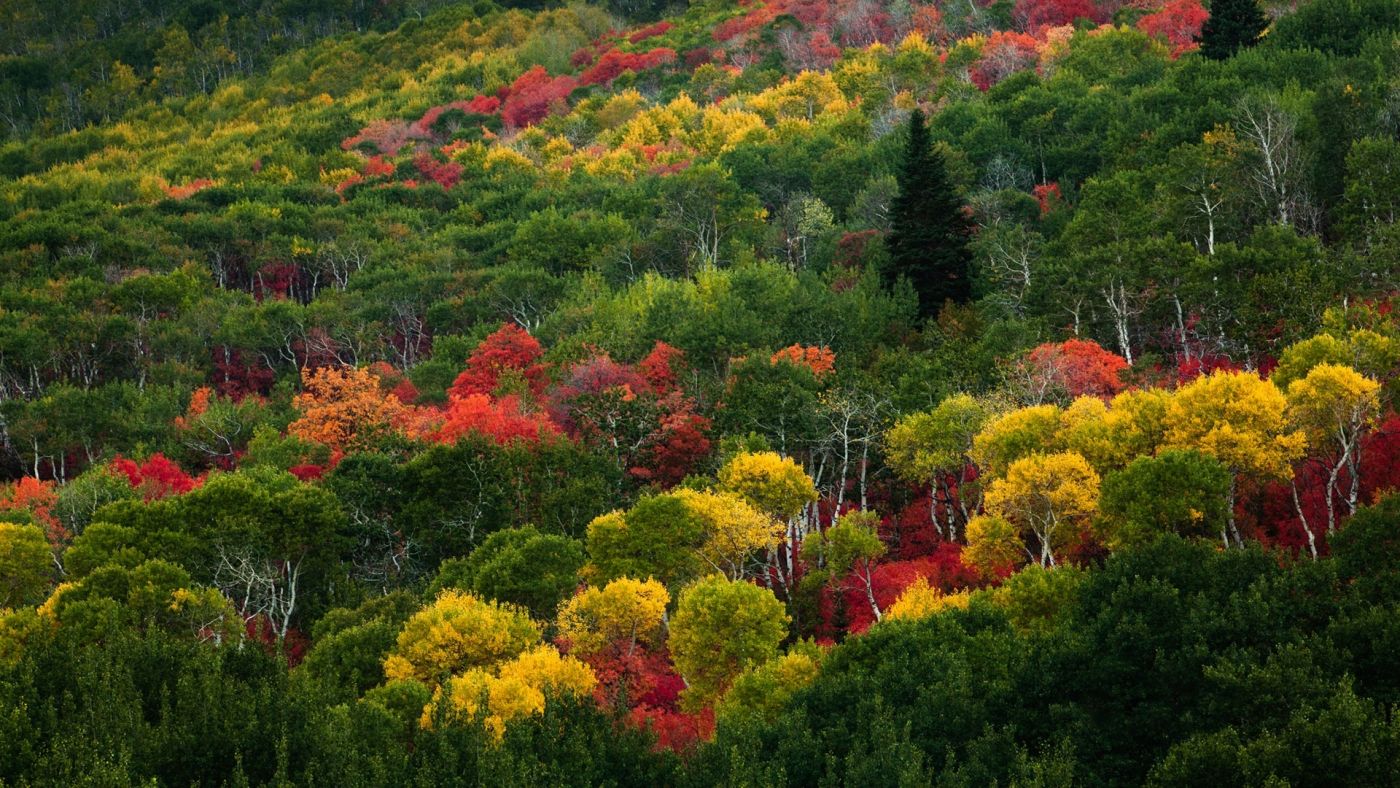 漂亮多彩绿色树木图片