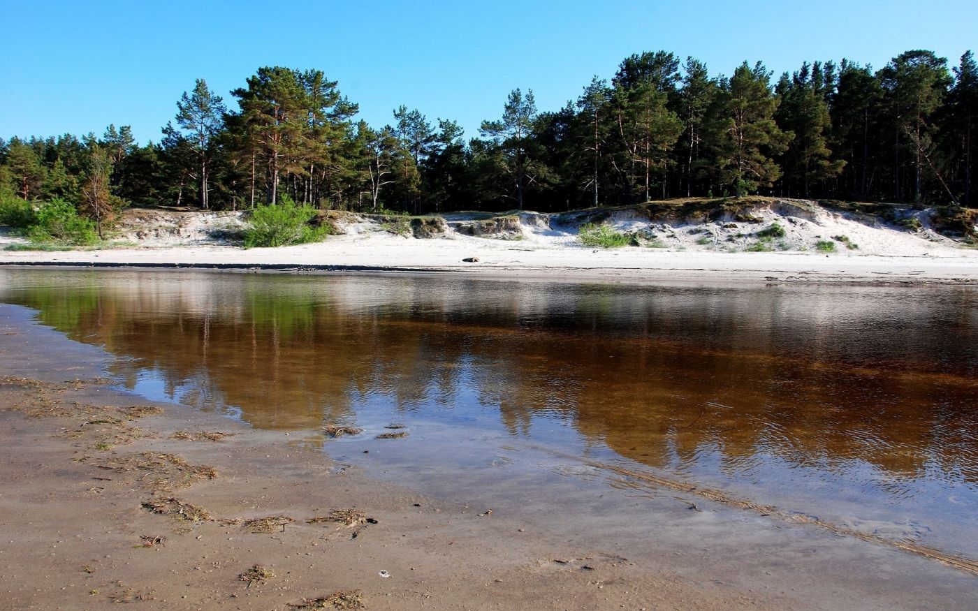 清澈白色沙子树河图片