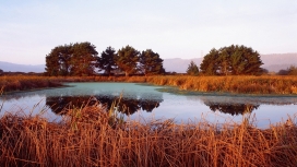 美丽的红草树木池塘