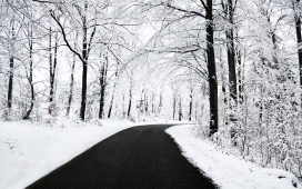 冬季树林的马路