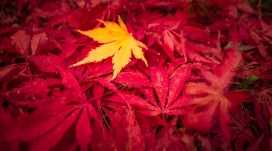 高清晰红色黄色枫叶壁纸