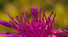 布满水珠紫色花瓣