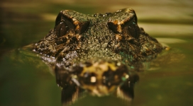 高清晰露出半个头的鳄鱼壁纸