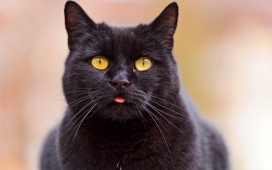 高清晰黄眼睛黑猫宠物壁纸