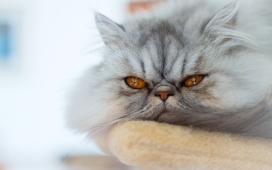 高清晰灰白狰狞的猫