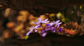 高清晰紫色春季森林花壁纸