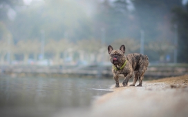 高清晰小“鬣狗”宠物壁纸