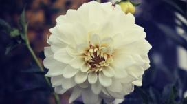 高清晰硕大白花壁纸