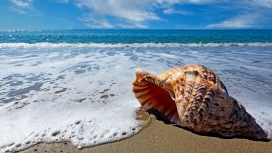 睡在海边的大海螺