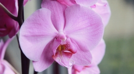 高清晰粉红色兰花壁纸