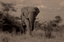 CREATURES II非洲动物复古照片