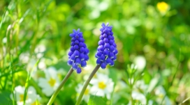 高清晰绿叶紫花壁纸