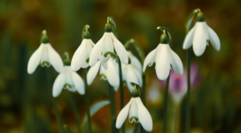 春天雪花莲壁纸