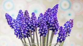 紫色葡萄风信子花