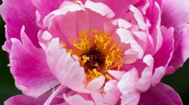 高清晰盛开的牡丹花壁纸