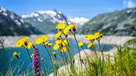 雪山下新鲜的黄花壁纸