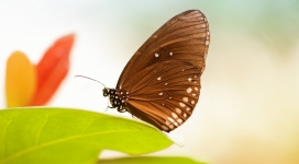 褐色的蝴蝶壁纸