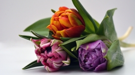 高清晰五彩郁金香壁纸