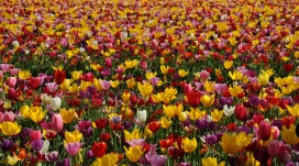 五彩的郁金香花