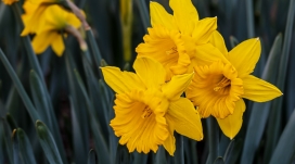 美丽的黄色水仙花