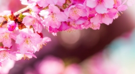 高清晰春季梅花壁纸