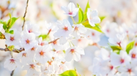 高清晰白色梅花壁纸