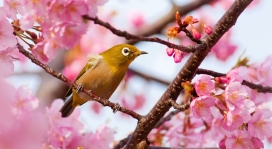 樱花树枝上的黄雀鸟