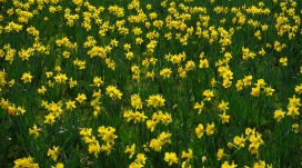 高清晰绿叶黄花水仙花壁纸