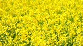 高清晰金色油菜花壁纸