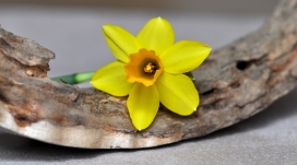 高清晰黄色单水仙花壁纸