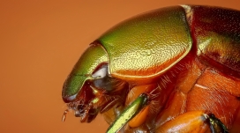 多彩的昆虫甲虫