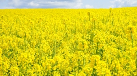 金灿灿的金黄色油菜花壁纸