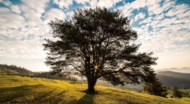 罗马尼亚布科维纳下的树