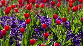 红色的郁金香和蝴蝶