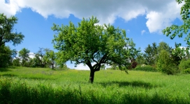 大片绿草上的绿树