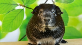 春天里的黑色豚鼠