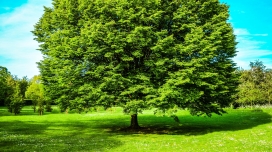 高清晰大绿树壁纸