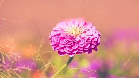 高清晰紫红园林花卉壁纸