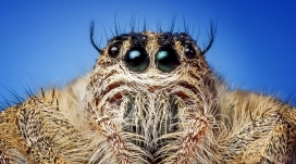 高清晰睁开眼睛的跳蛛