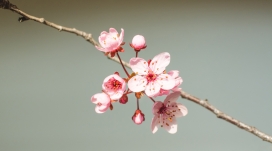 高清晰盛开的小梅花壁纸