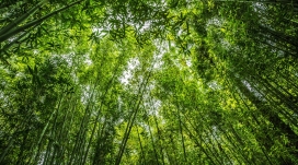 高清晰俯拍的绿色竹林壁纸