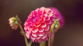 高清晰大丽花壁纸