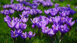 高清晰紫色春番花壁纸