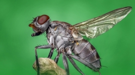 惊人的苍蝇微距昆虫