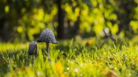 绿草如茵的蘑菇