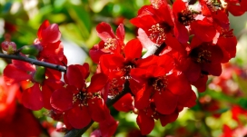 红色的花朵壁纸