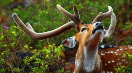 高清晰梅花鹿野生动物壁纸