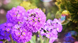 高清晰紫色花瓣与泡泡壁纸
