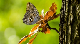 落在枯叶上的褐色蝴蝶