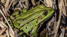 躲在枯叶中的绿色青蛙